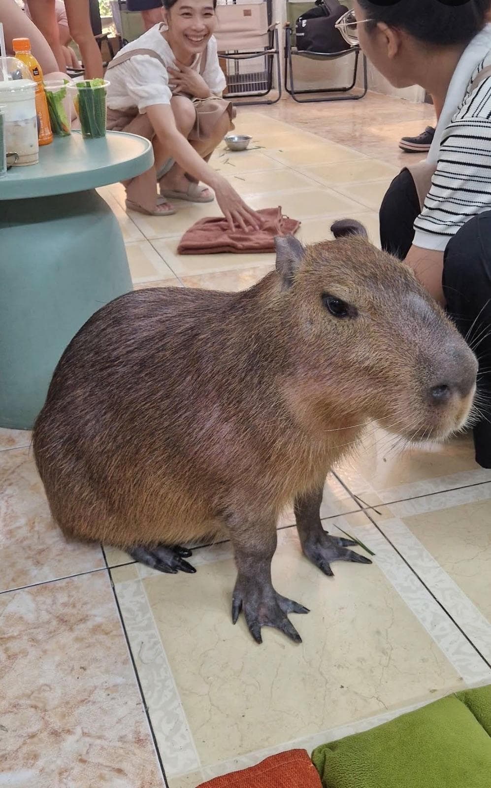 Кафе с капибарой - Capybara Coffee & Tea