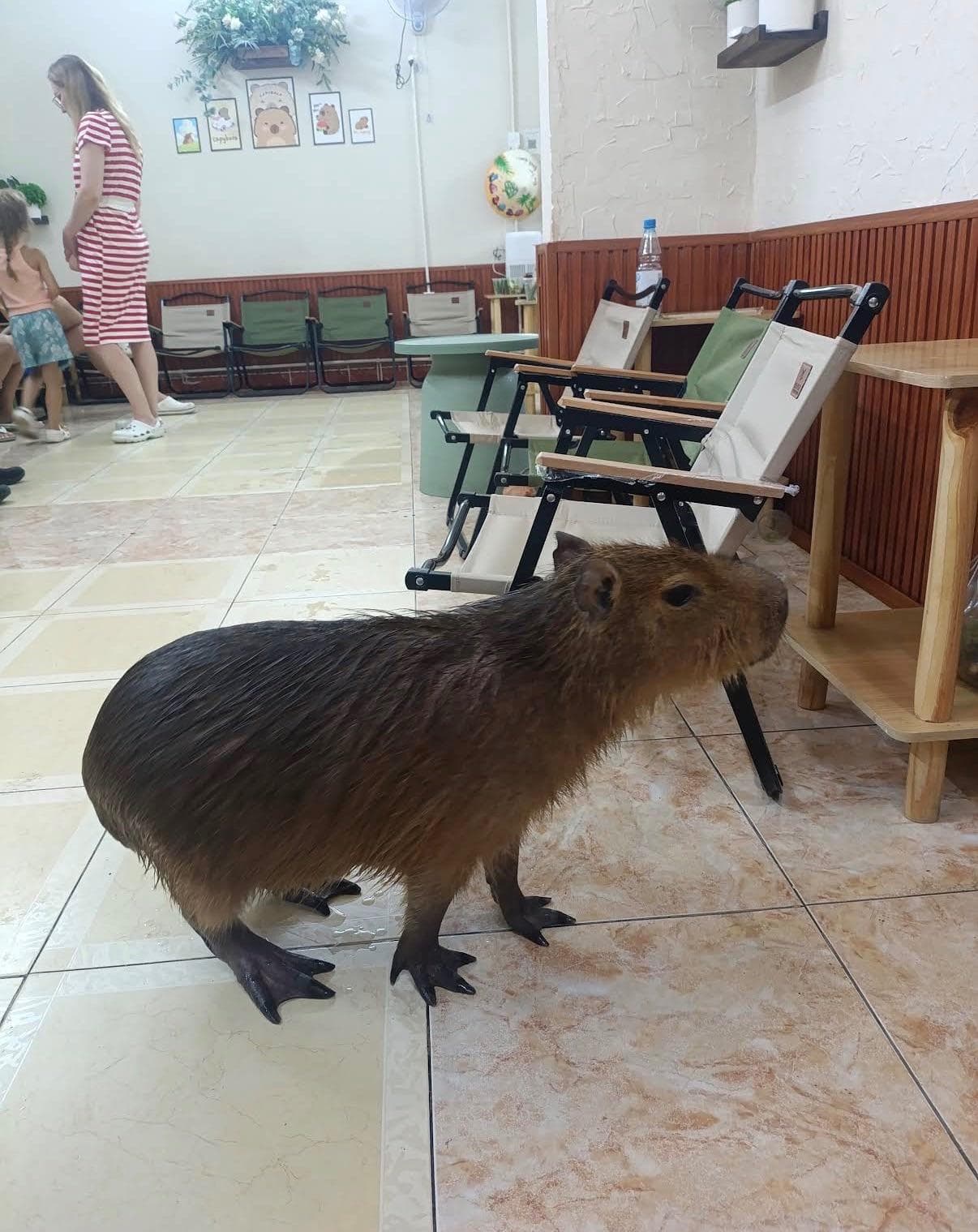 Кафе с капибарой - Capybara Coffee & Tea