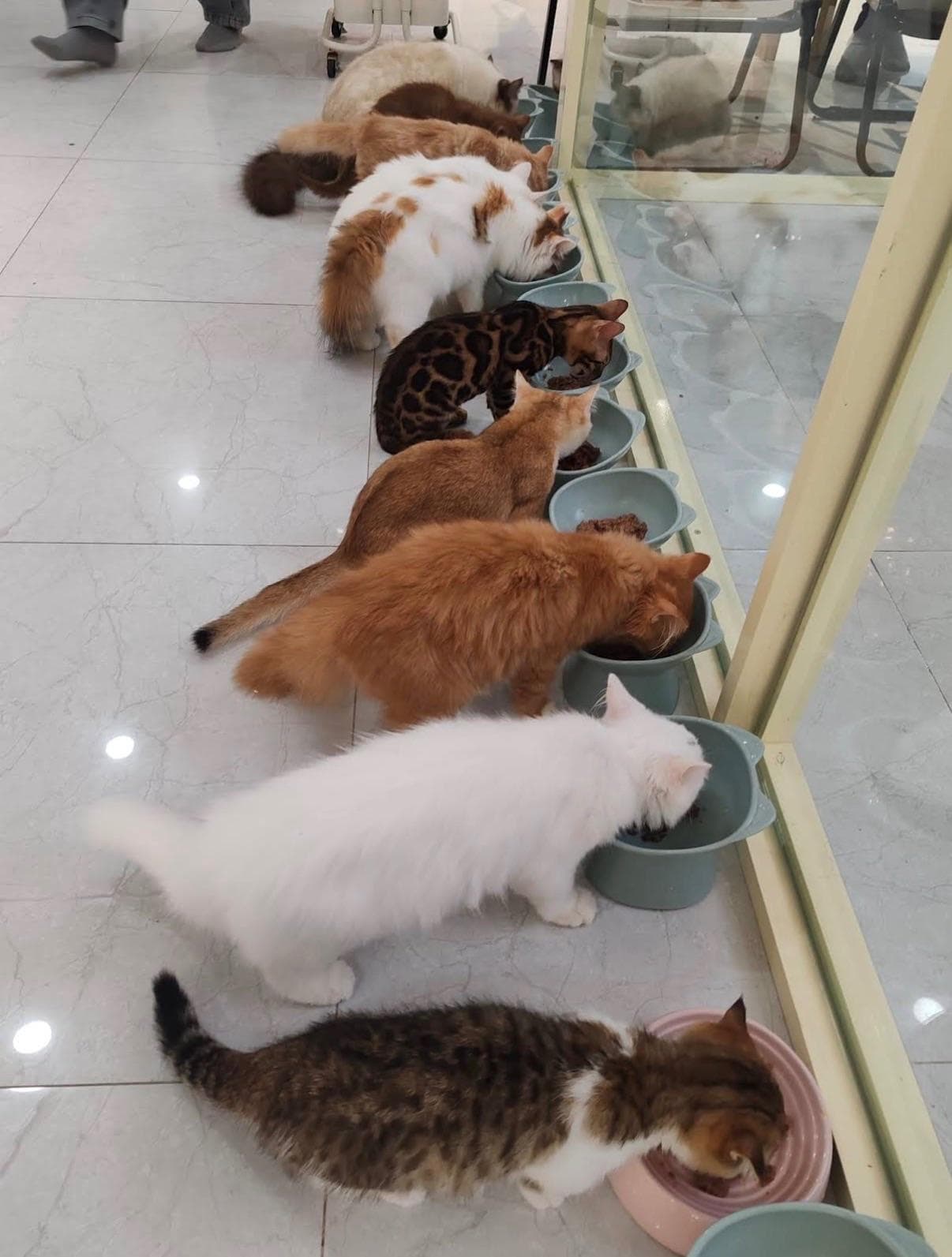 Кафе с кошечками - Cat Coffee & More