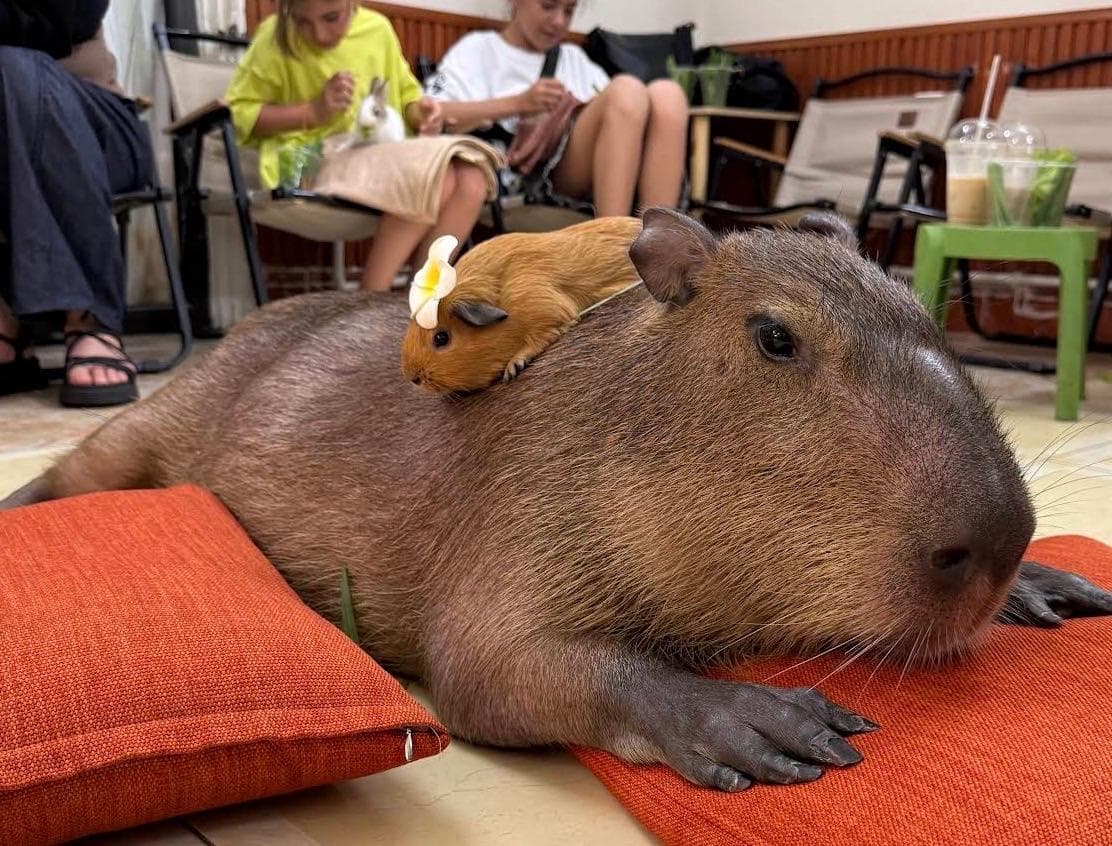 Кафе с капибарой - Capybara Coffee & Tea